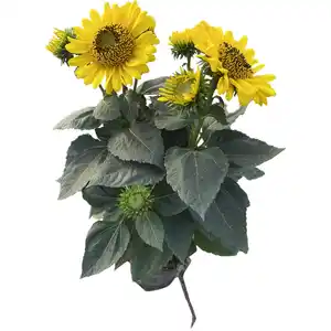 Gartenkrone Helianthus »Helianthus Suncatcher -R-«, Blütenfarbe: gelb