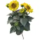 Bild 1 von Gartenkrone Helianthus »Helianthus Suncatcher -R-«, Blütenfarbe: gelb