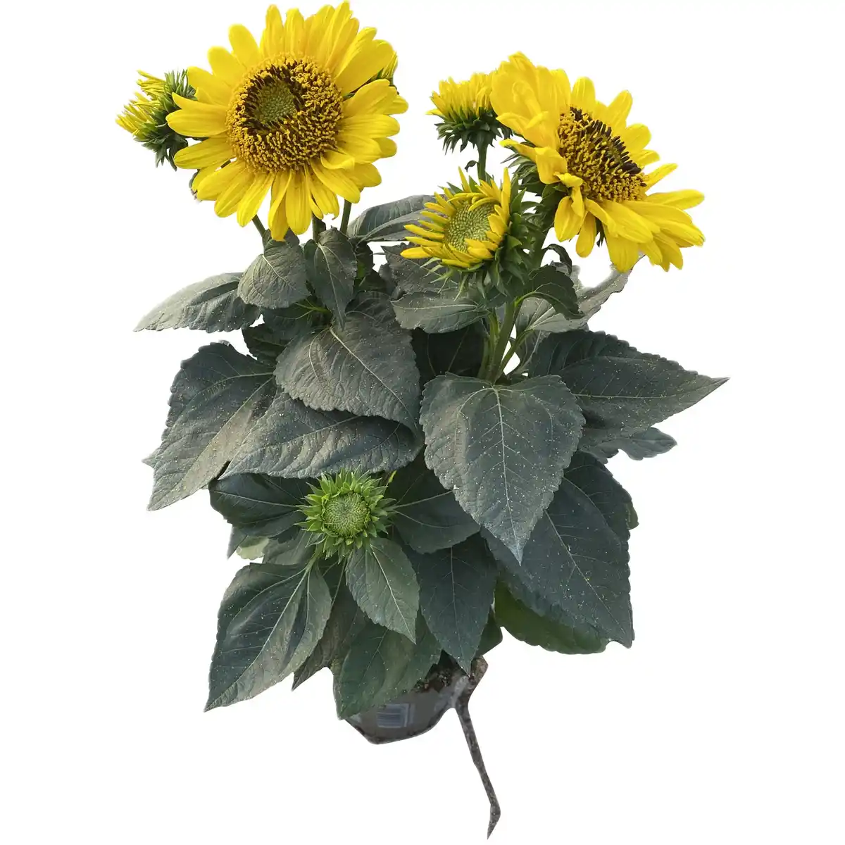 Bild 1 von Gartenkrone Helianthus »Helianthus Suncatcher -R-«, Blütenfarbe: gelb