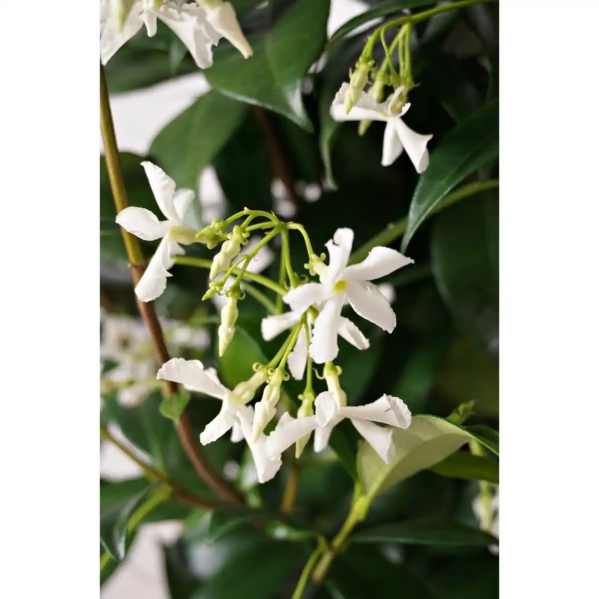 Bild 2 von Pflanze, Sternjasmin, weiss blühend