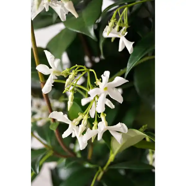 Bild 2 von Pflanze, Sternjasmin, weiss blühend