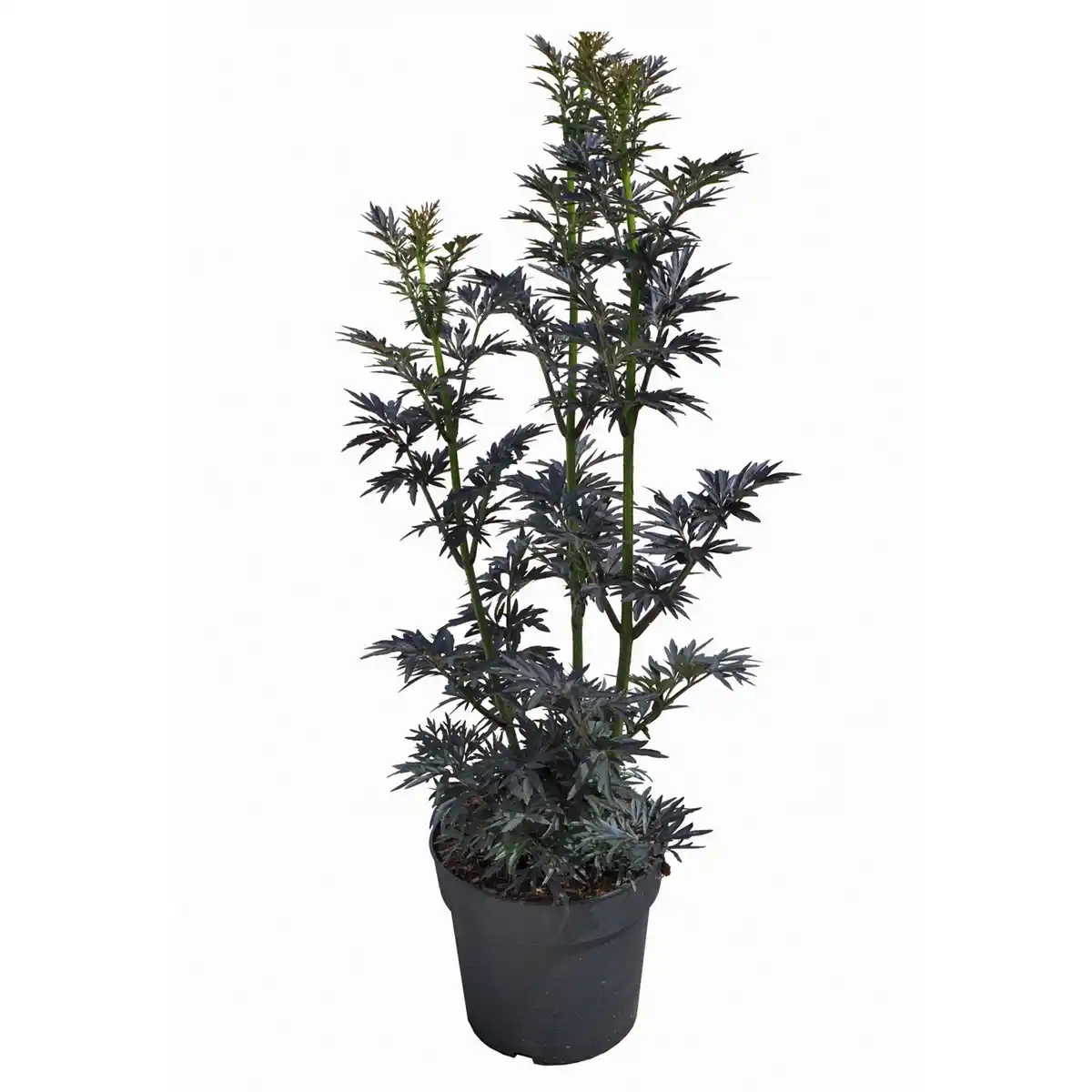 Bild 2 von Pflanze, Schwarzer Holunder, weiss blühend