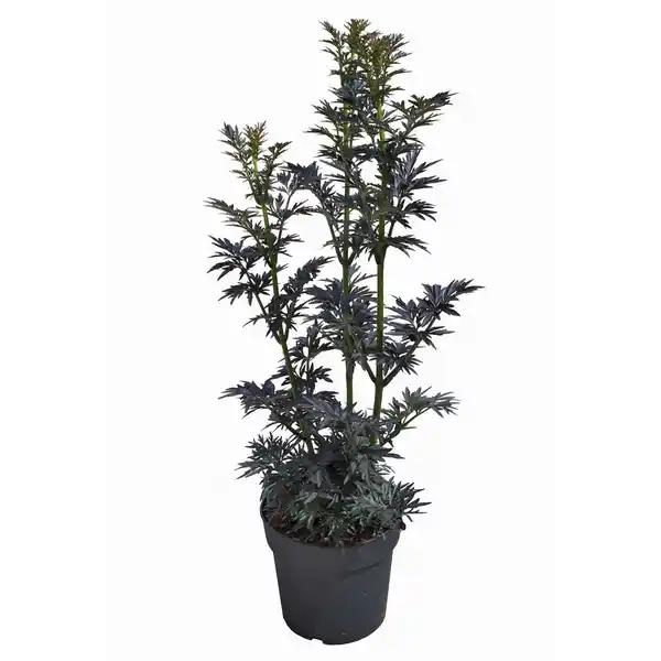 Bild 2 von Pflanze, Schwarzer Holunder, weiss blühend