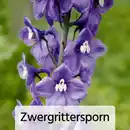 Bild 4 von Bienenfreundliche Gartenpflanze