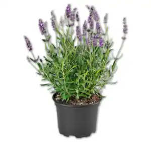 Lavendel*