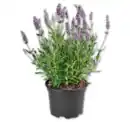 Bild 1 von Lavendel*