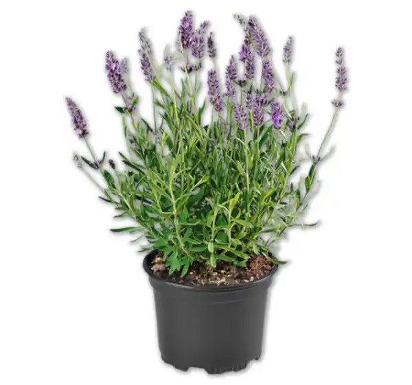 Bild 1 von Lavendel*