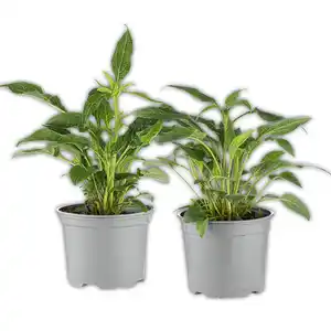 Echinacea "Sonnenhut"