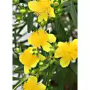 Bild 3 von Gartenkrone Pflanze, Johanniskraut, goldgelb blühend