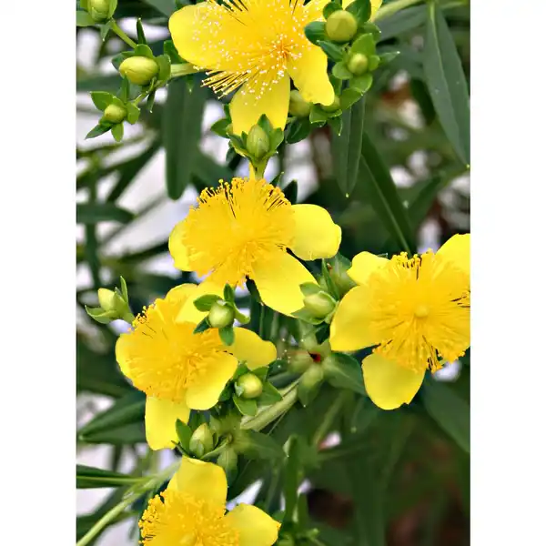 Bild 3 von Gartenkrone Pflanze, Johanniskraut, goldgelb blühend