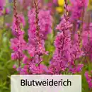 Bild 2 von Bienenfreundliche Gartenpflanze