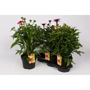 Sonnenhut »Echinacea purpurea«, bunt, winterhart