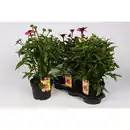 Bild 1 von Sonnenhut »Echinacea purpurea«, bunt, winterhart