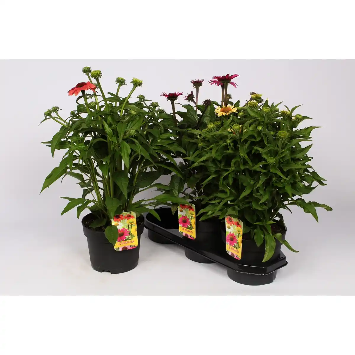 Bild 1 von Sonnenhut »Echinacea purpurea«, bunt, winterhart