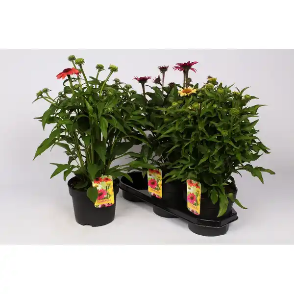 Bild 1 von Sonnenhut »Echinacea purpurea«, bunt, winterhart