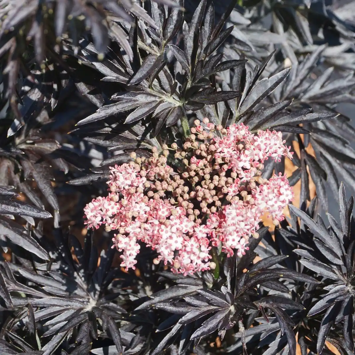 Bild 3 von Pflanze, Schwarzer Holunder, weiss blühend