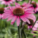Bild 2 von Echinacea "Sonnenhut"