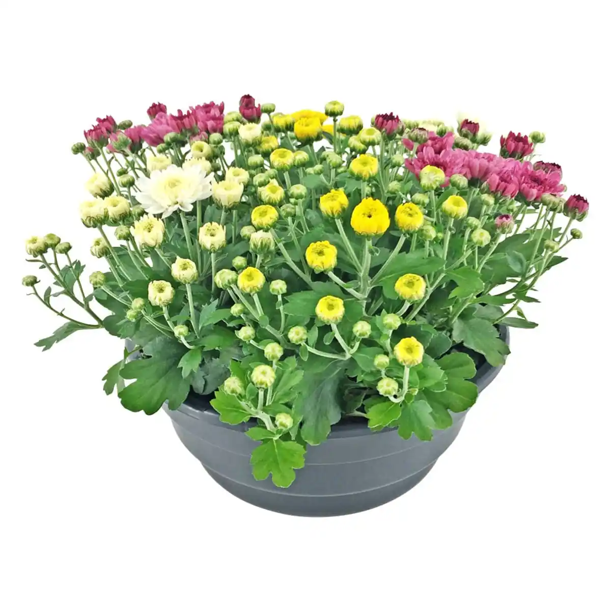 Bild 1 von Chrysanthemen-Mix  versch. Farben