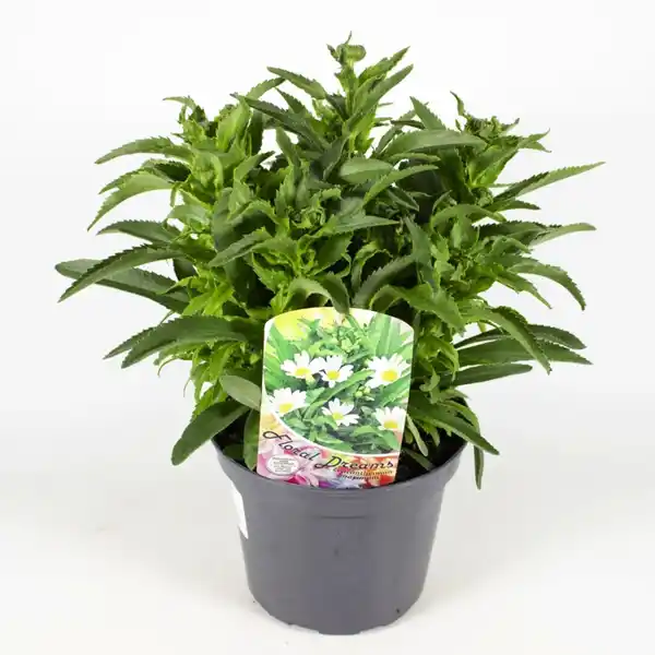 Bild 3 von Gartenkrone Stauden »Stauden Mix«