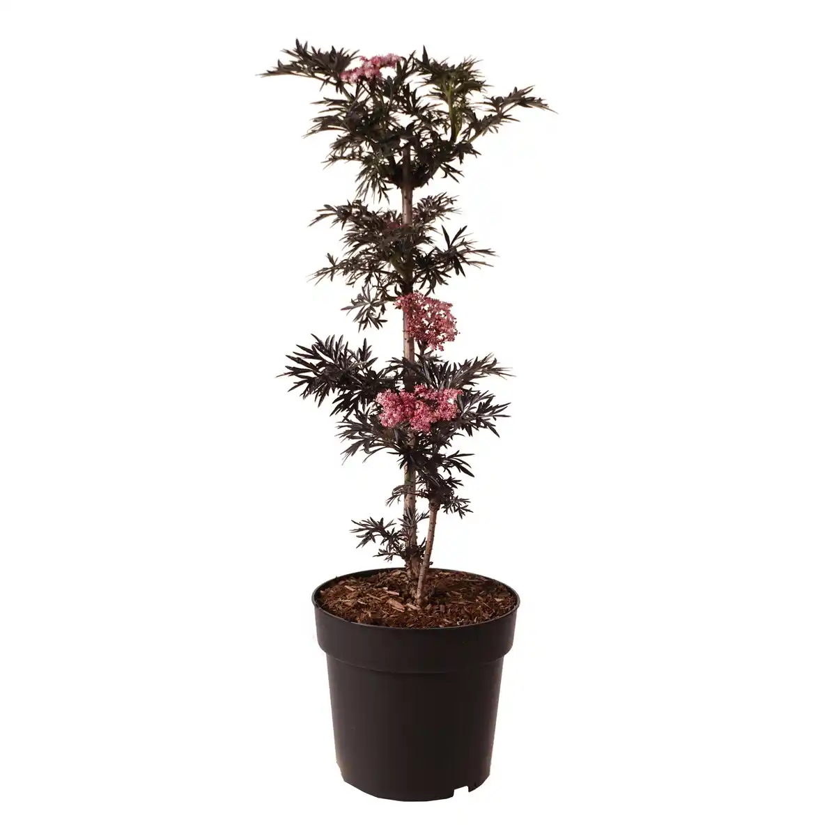 Bild 1 von Pflanze, Schwarzer Holunder, weiss blühend