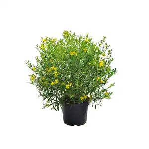 Gartenkrone Pflanze, Johanniskraut, goldgelb blühend