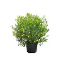 Bild 1 von Gartenkrone Pflanze, Johanniskraut, goldgelb blühend