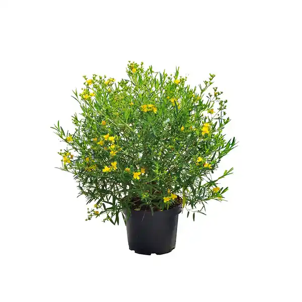 Bild 1 von Gartenkrone Pflanze, Johanniskraut, goldgelb blühend