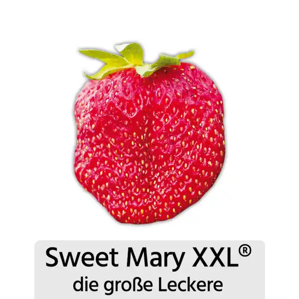 Bild 4 von Erdbeer-Aroma-Raritäten