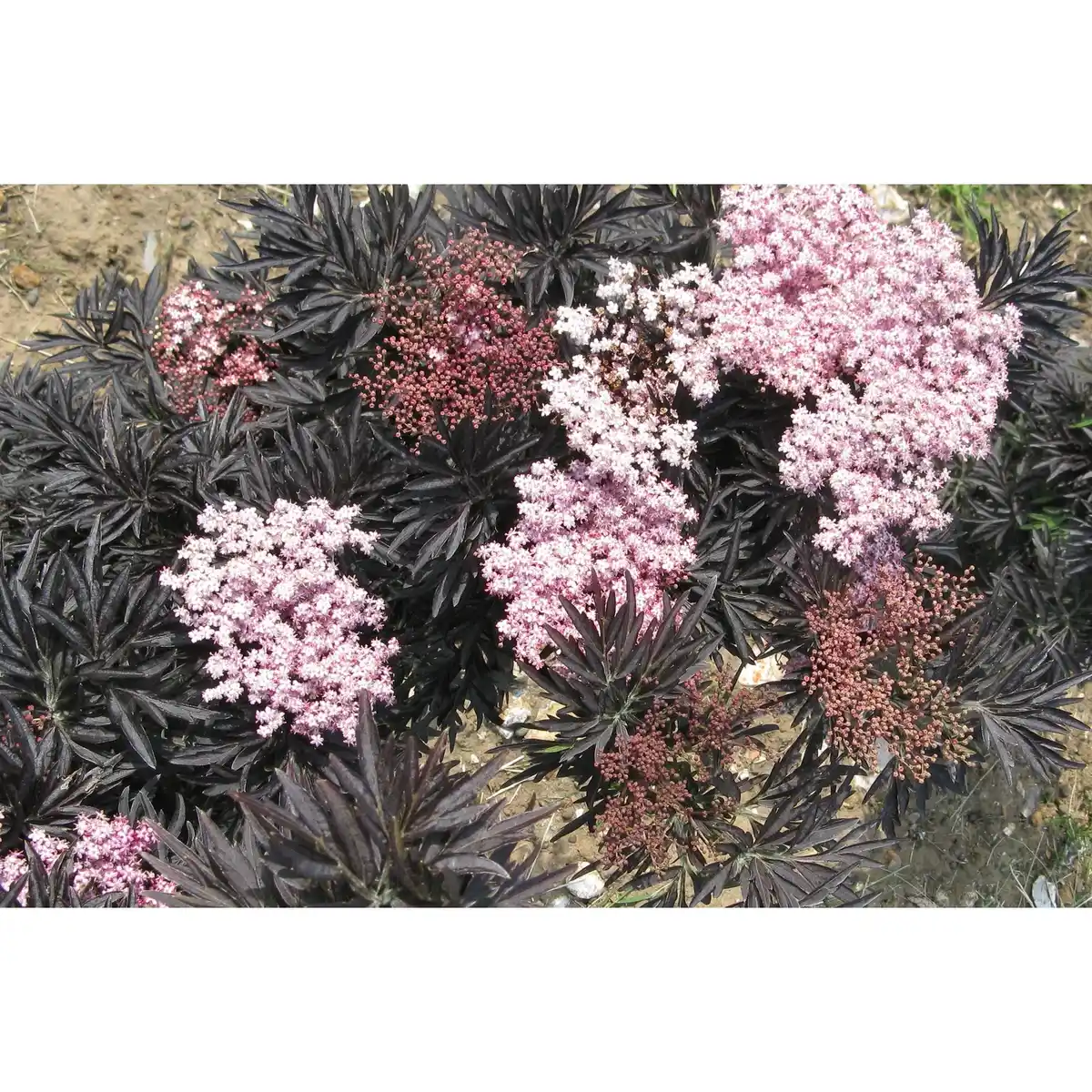 Bild 4 von Pflanze, Schwarzer Holunder, weiss blühend