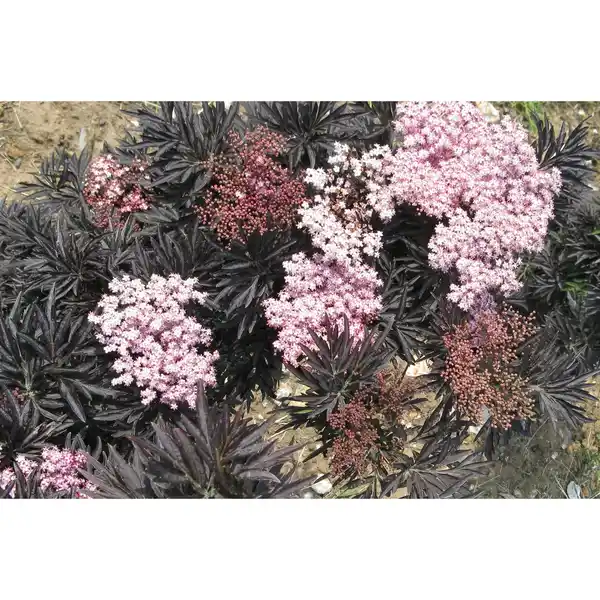 Bild 4 von Pflanze, Schwarzer Holunder, weiss blühend