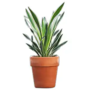 Garten-Yucca