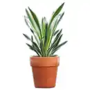 Bild 1 von Garten-Yucca