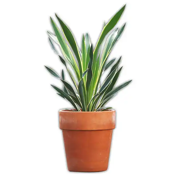 Bild 1 von Garten-Yucca