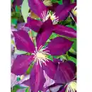 Bild 2 von Blühende Clematis "Waldrebe"