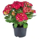 Bild 1 von Garten-Hortensienbusch