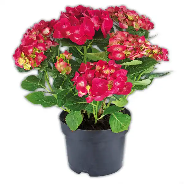 Bild 1 von Garten-Hortensienbusch