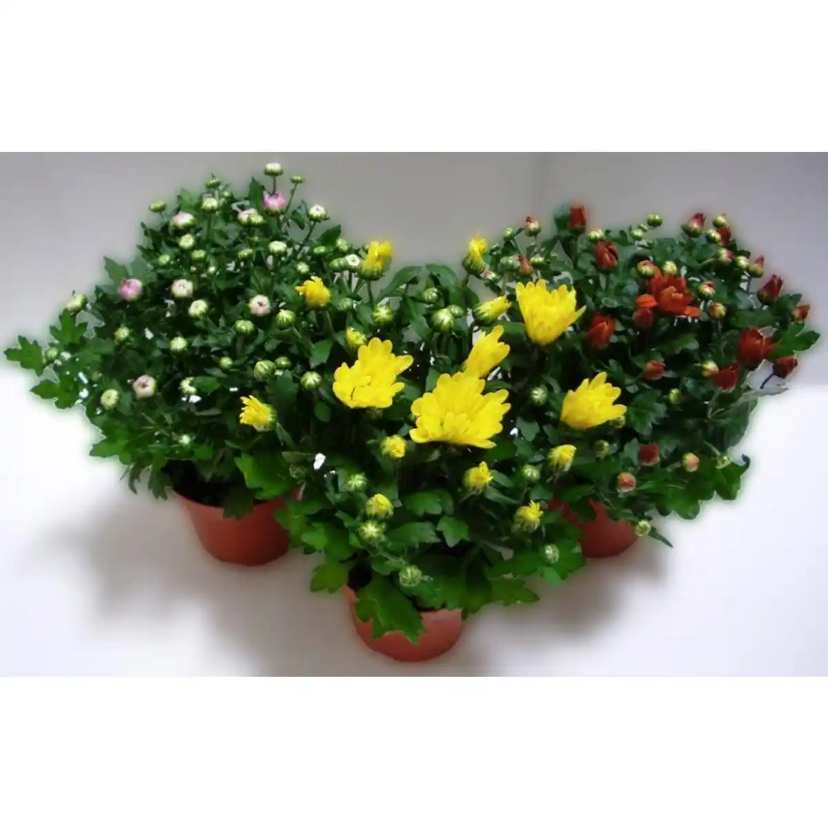 Bild 1 von Chrysantheme, Chrysanthemum multiflora, max. Wuchshöhe: 30 cm, Blüte: bunt