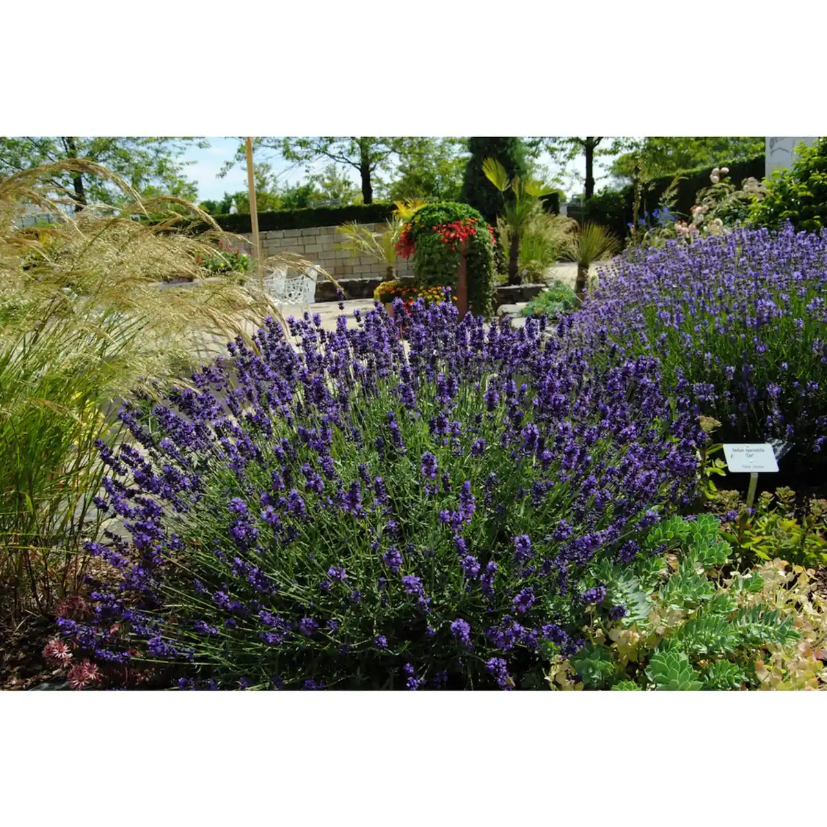 Bild 1 von Lavendel »Lavandula angustifolia«, violett, winterhart