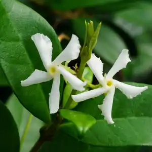Pflanze, Sternjasmin, weiss blühend