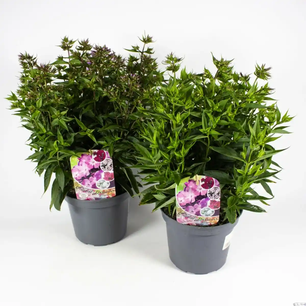 Bild 2 von Gartenkrone Stauden »Stauden Mix«