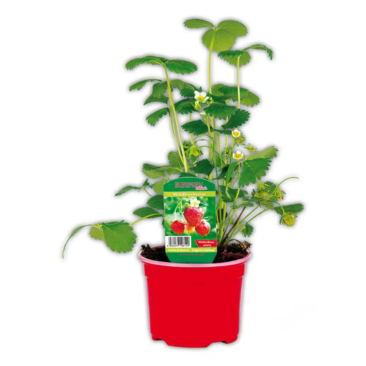 Bild 1 von Erdbeer-Aroma-Raritäten