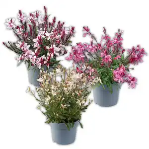 Gaura "Prachtkerze"