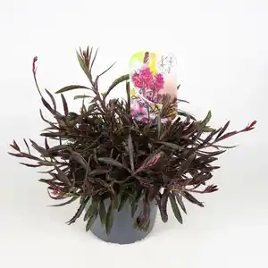 Gartenkrone Stauden »Stauden Mix«