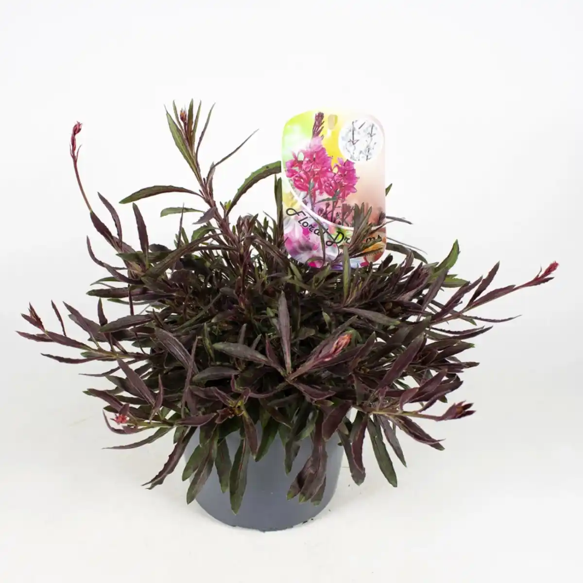 Bild 1 von Gartenkrone Stauden »Stauden Mix«