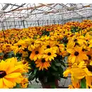 Bild 2 von Gartenkrone Helianthus »Helianthus Suncatcher -R-«, Blütenfarbe: gelb