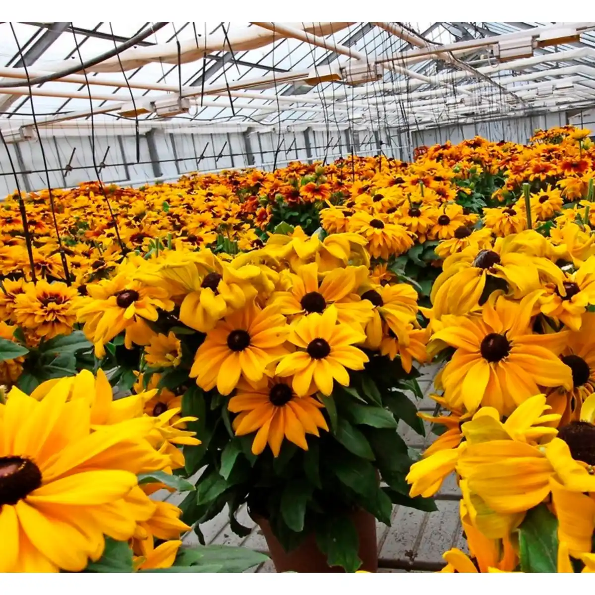 Bild 2 von Gartenkrone Helianthus »Helianthus Suncatcher -R-«, Blütenfarbe: gelb