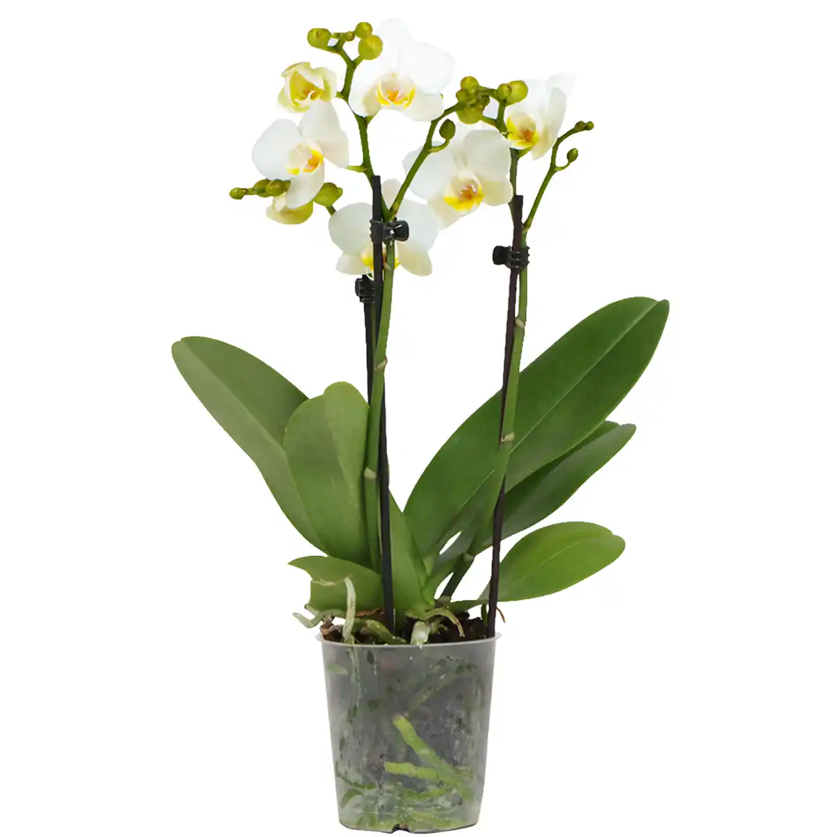 Bild 1 von toom Schmetterlingsorchidee 'Little Kolibri' mit 2 Rispen verschiedene Farben 9 cm Topf