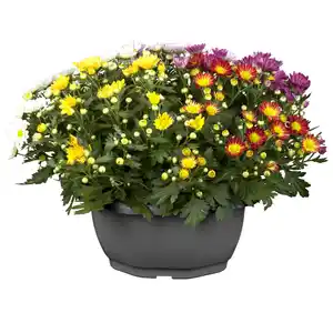 toom Chrysantheme Farbmix 23 cm Topf