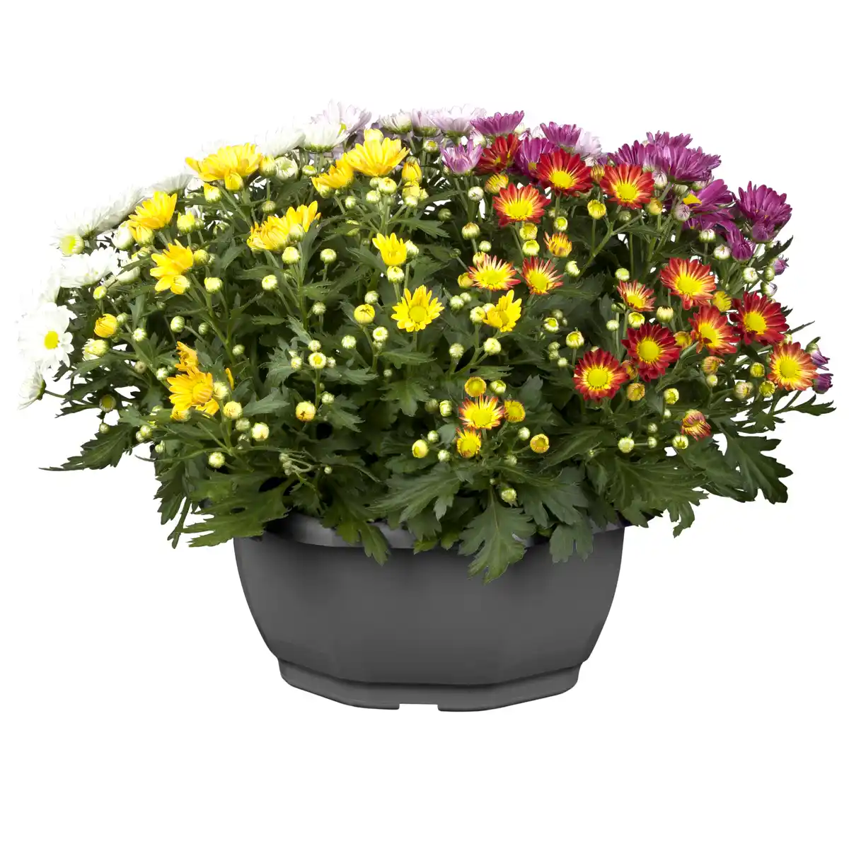 Bild 1 von toom Chrysantheme Farbmix 23 cm Topf