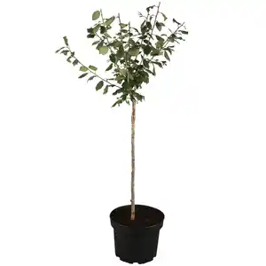 naturtalent by toom Naturtalent by toom® Bio-Terrassen-Obststämmchen 23 cm Topf